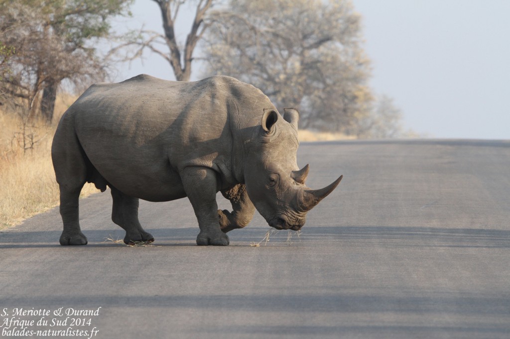 14-08-22 kruger (5) rhinoceros-blanc
