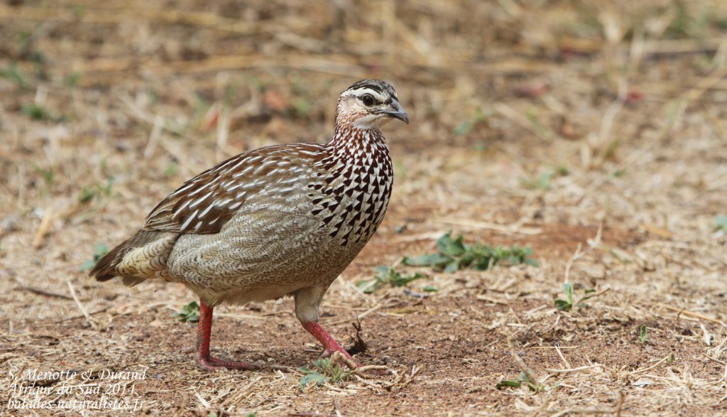 Francolin huppé