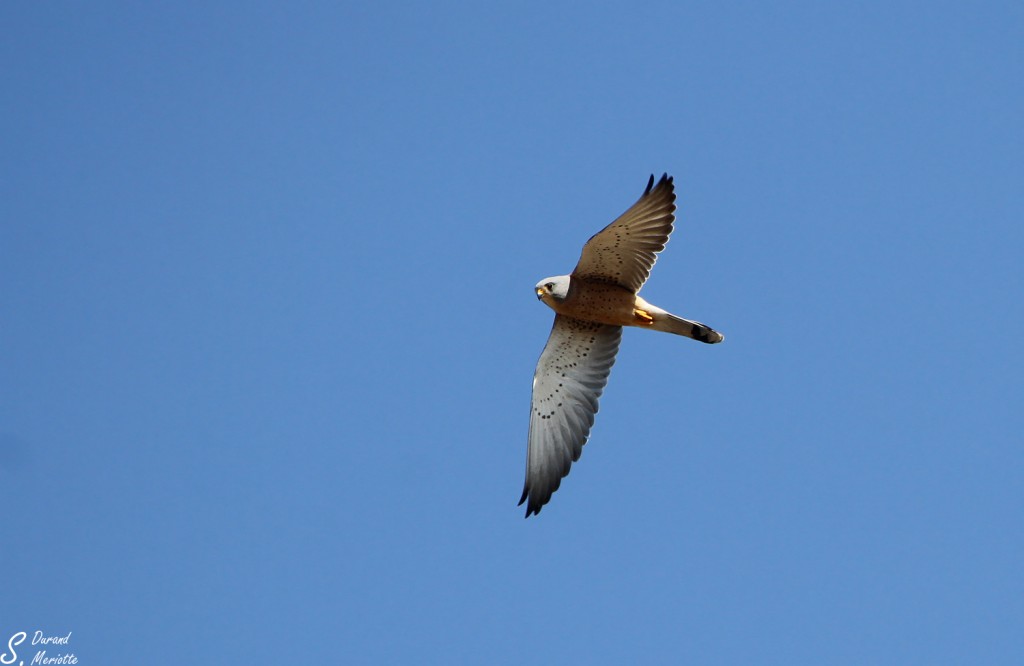 Faucon crécerellette