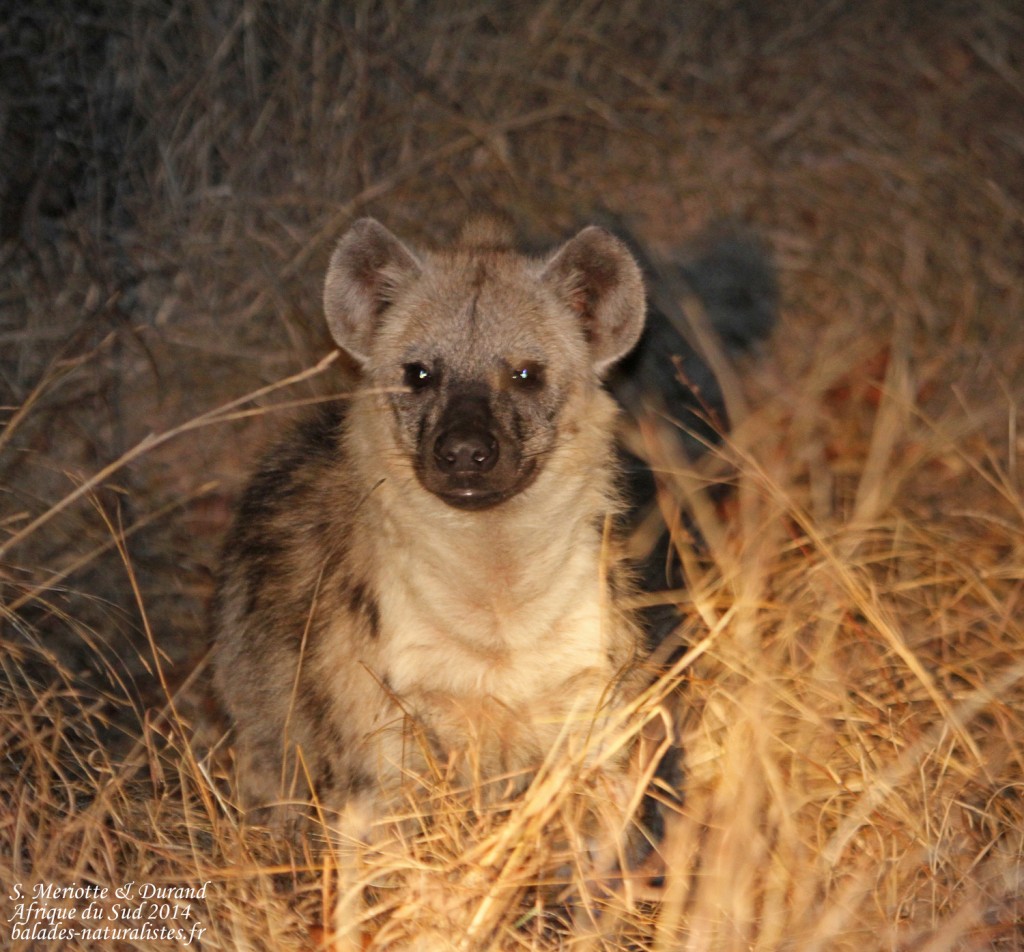 Hyène tachetée - berg-en-Dal
