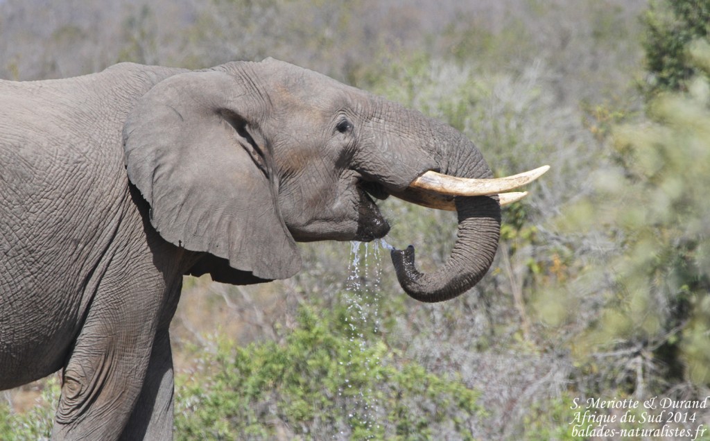 kruger-02 (13) elephant-s