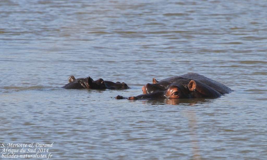 kruger-02 (38) hippopotame-s