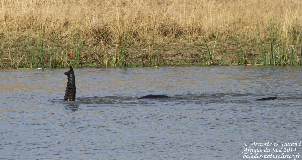 kruger-02 (39) elephant-s