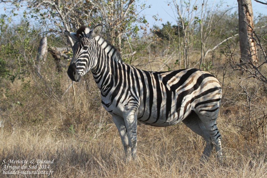 kruger-02 (42) zebre-s