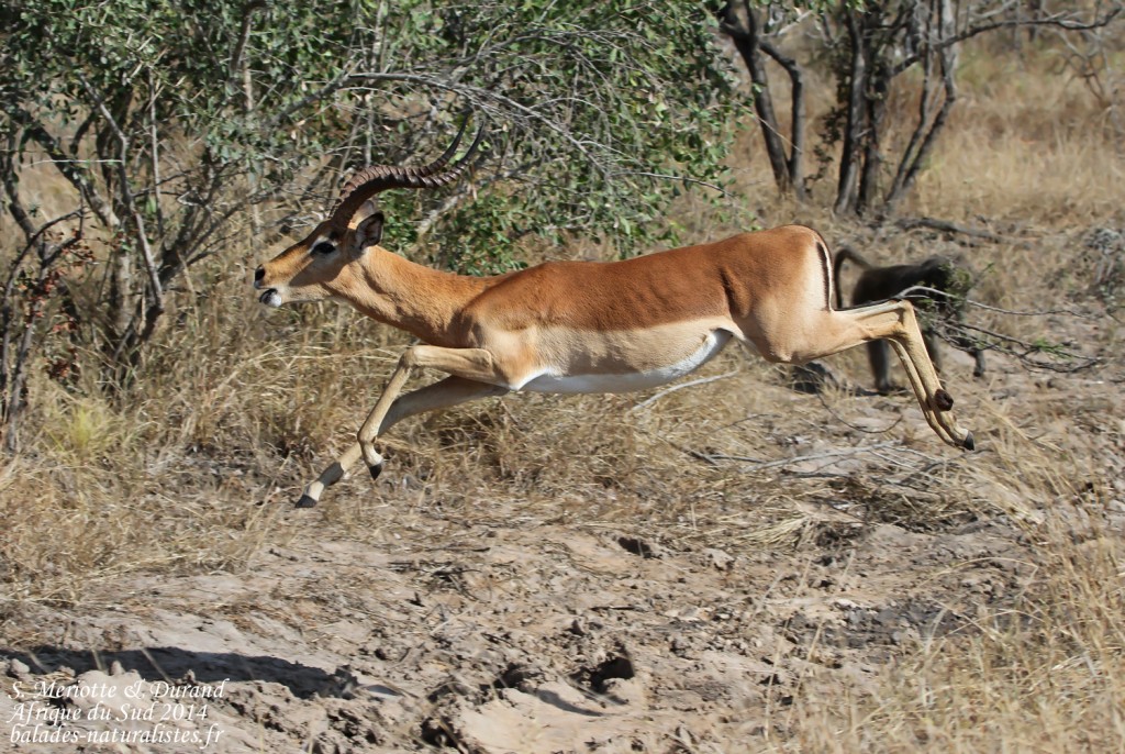kruger-02 (8) impala-s