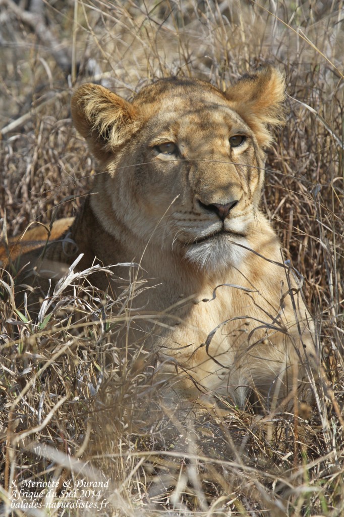 kruger-02 lions (2)s