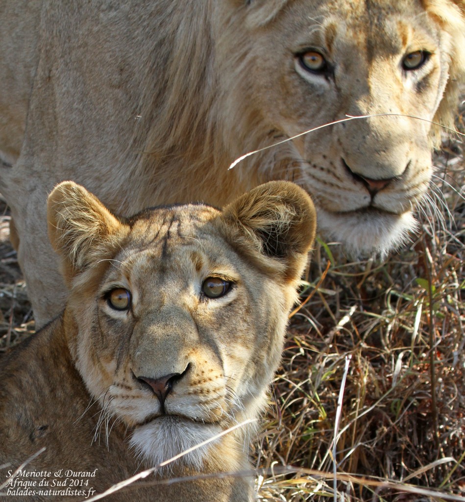 kruger-02 lions (6)s