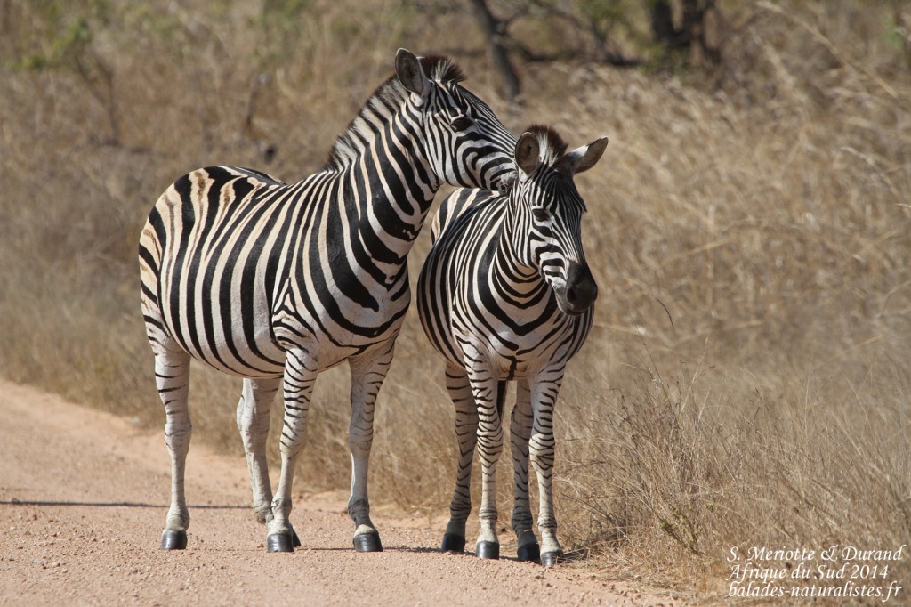 kruger-14-08-19 (11) zebre-s