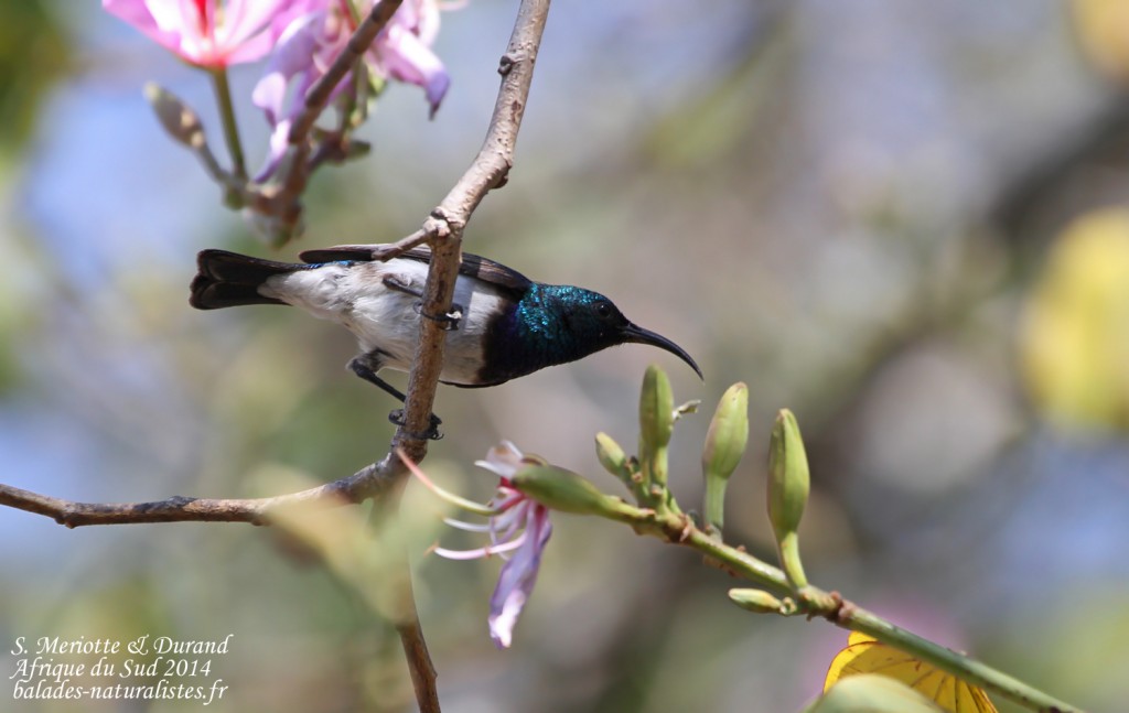 White-bellied sunbird