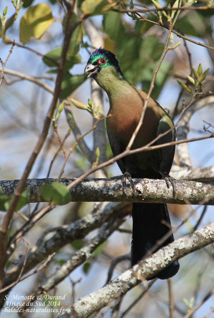 Purple crested turaco