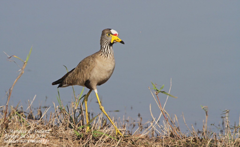 African wattled lapwing