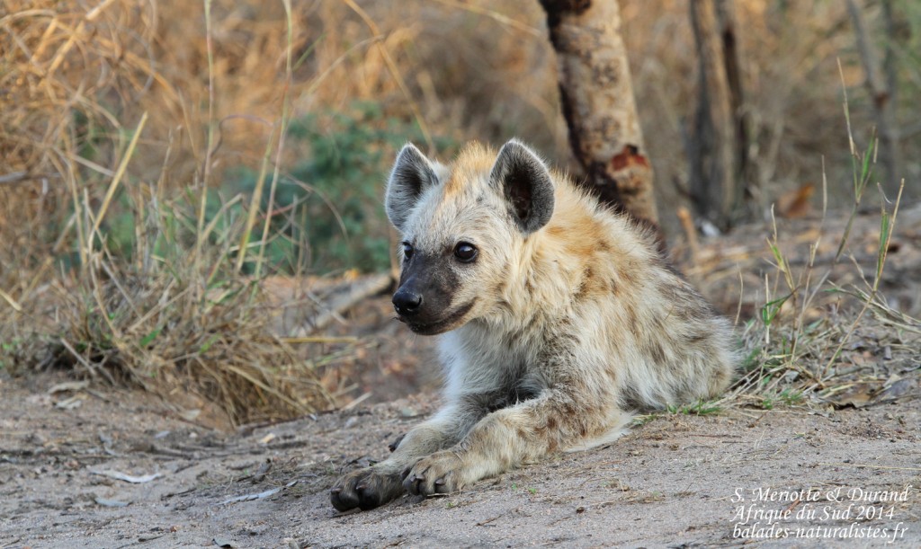 kruger-14-08-19 (42) hyene-tachetee