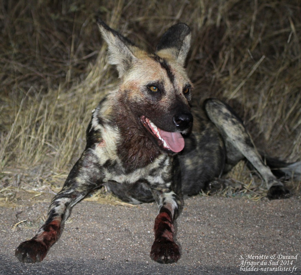 kruger-14-08-19 (47) lycaon s