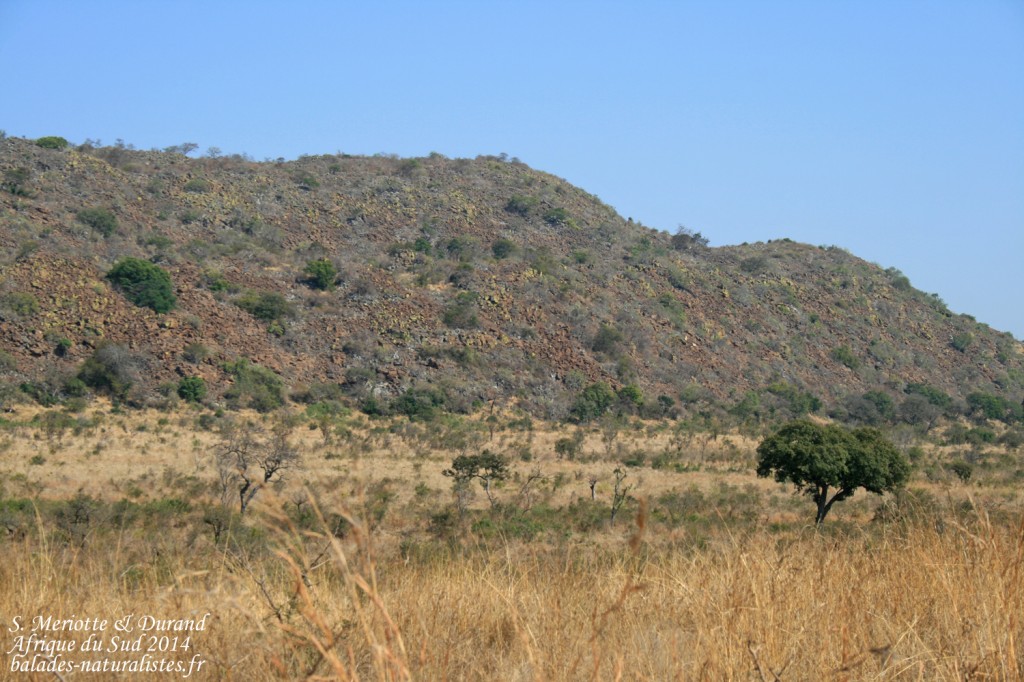 kruger-14-08-19 (55)s