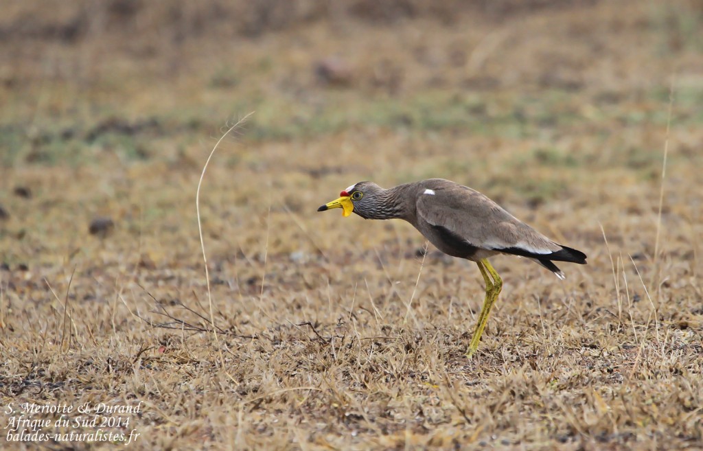 African wattled lapwing