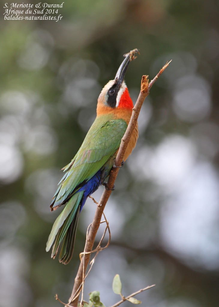 Guêpier à front blanc