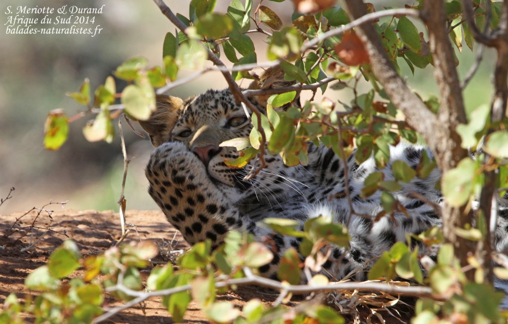 Léopard (Kruger, Afrique du Sud, Août 2014)