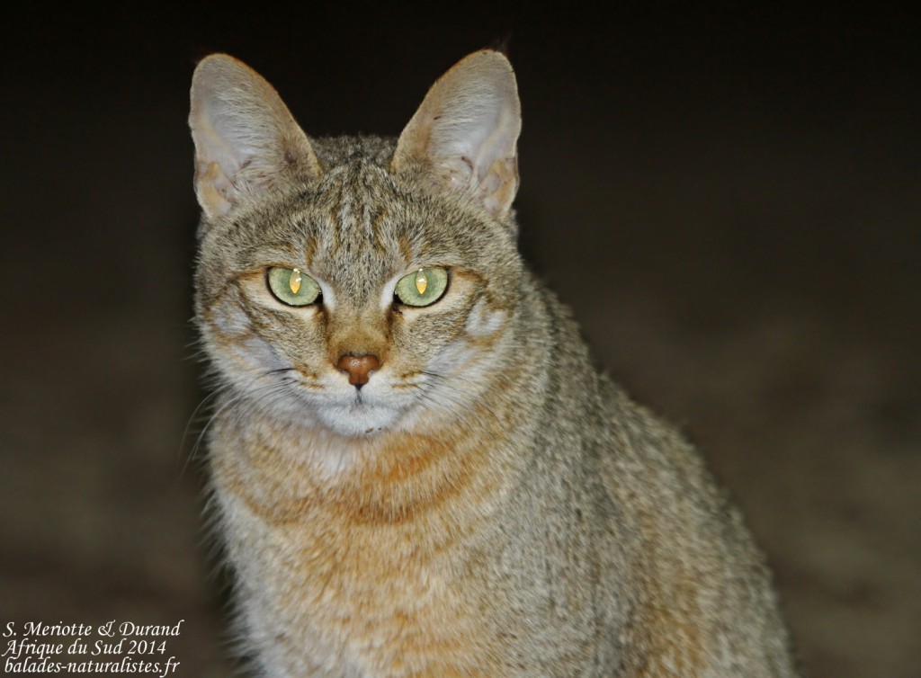 Chat sauvage africain