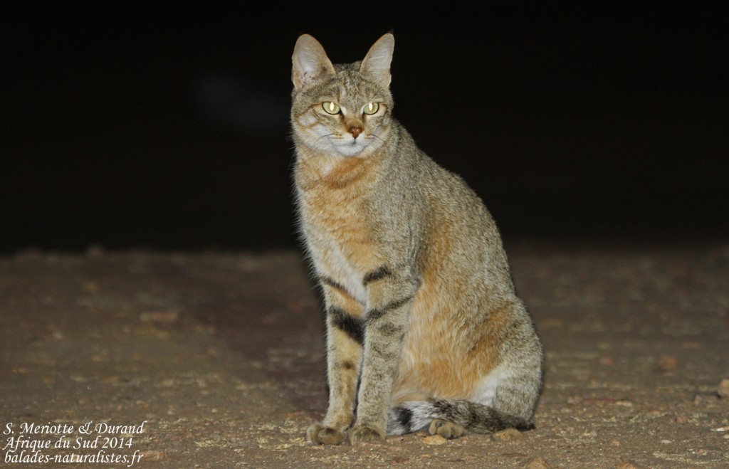 Chat sauvage africain