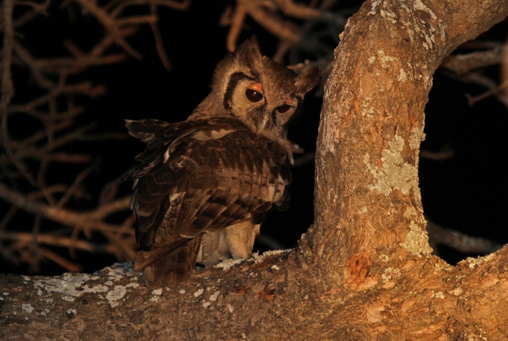 Grand-duc de Verreaux