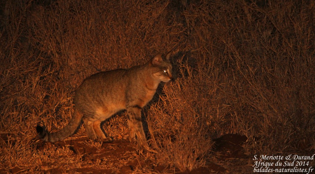 Chat sauvage africain