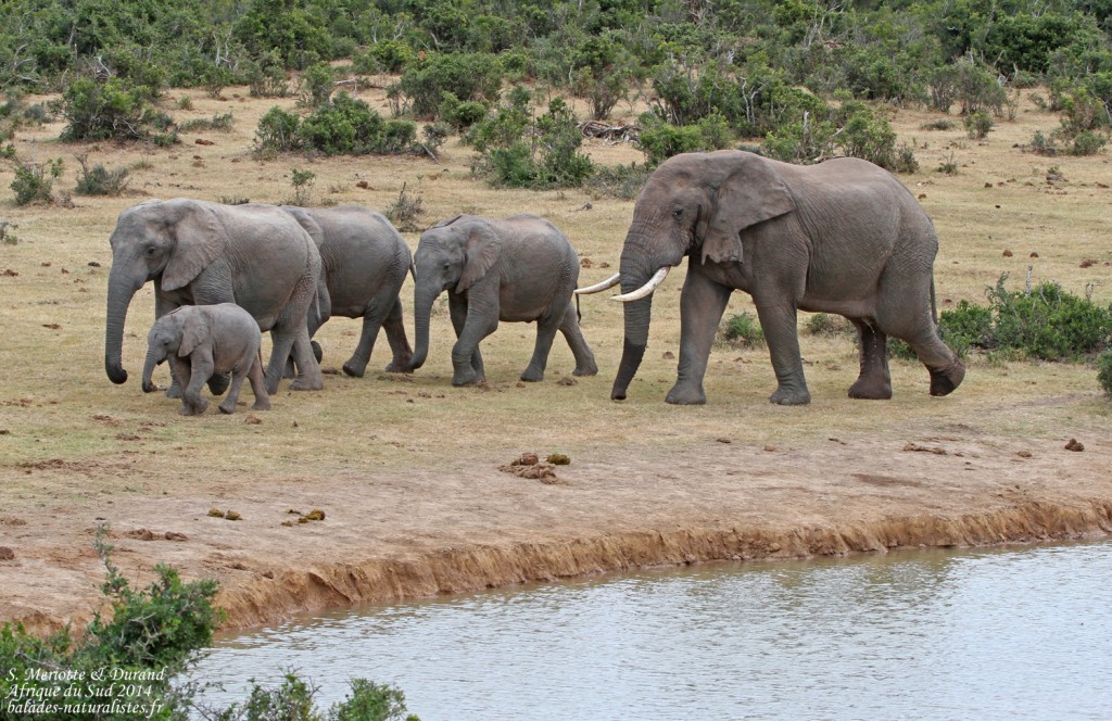 Éléphant d'Afrique