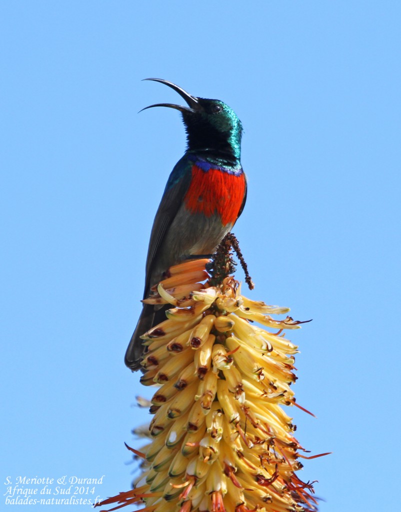 Souimanga à plastron rouge