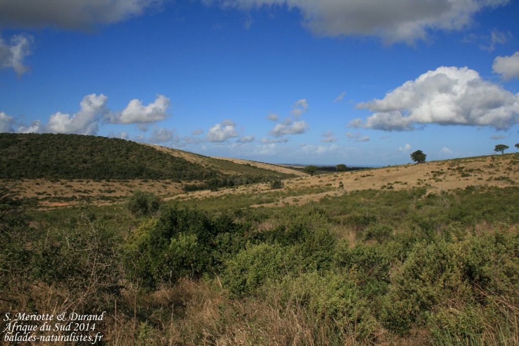 Addo elephant national park