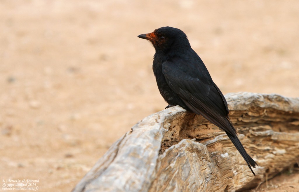 Drongo brillant (Addo elepahant national park)