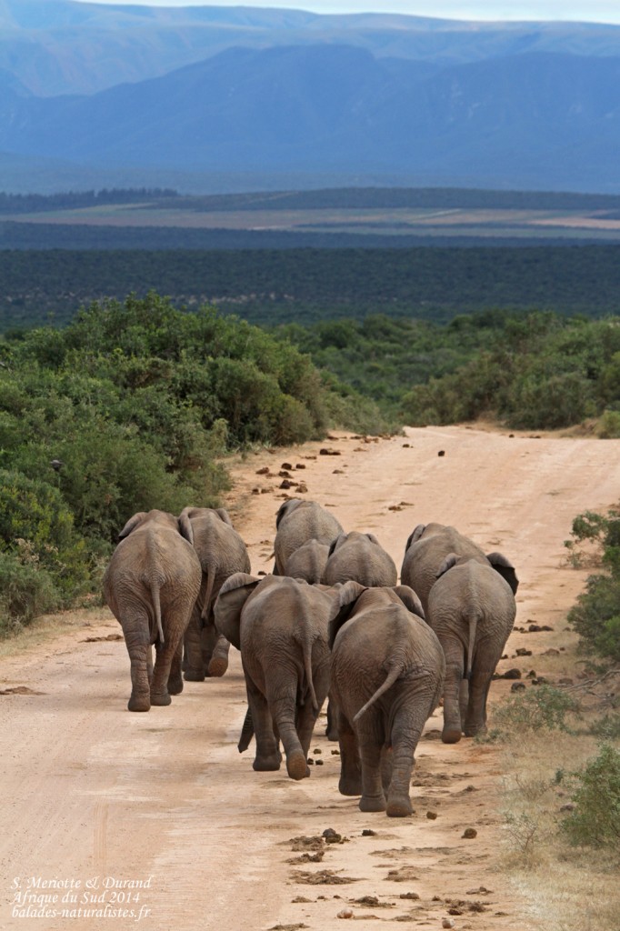 Éléphant d'Afrique (Addo elepahant national park)