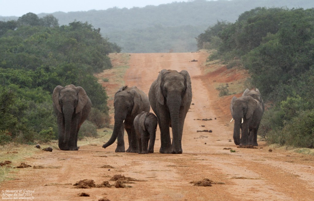 Éléphant d'Afrique (Addo elepahant national park)