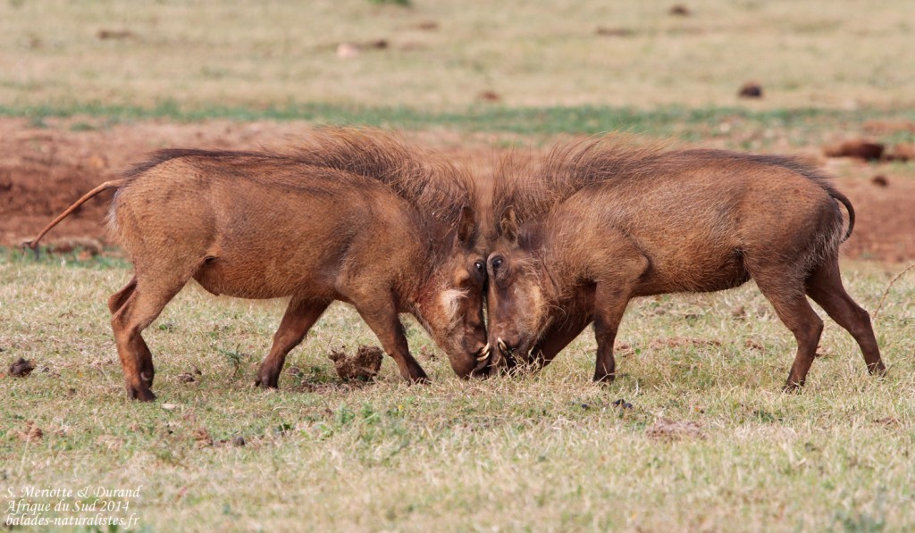 Phacochère (Addo elepahant national park)