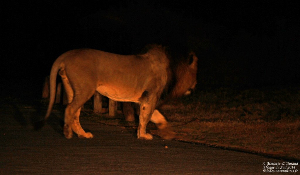 Lion (Addo elepahant national park)
