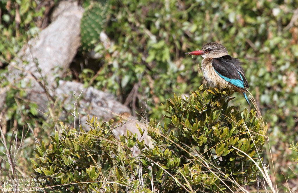 Martin chasseur à tête brune (Addo elepahant national park)