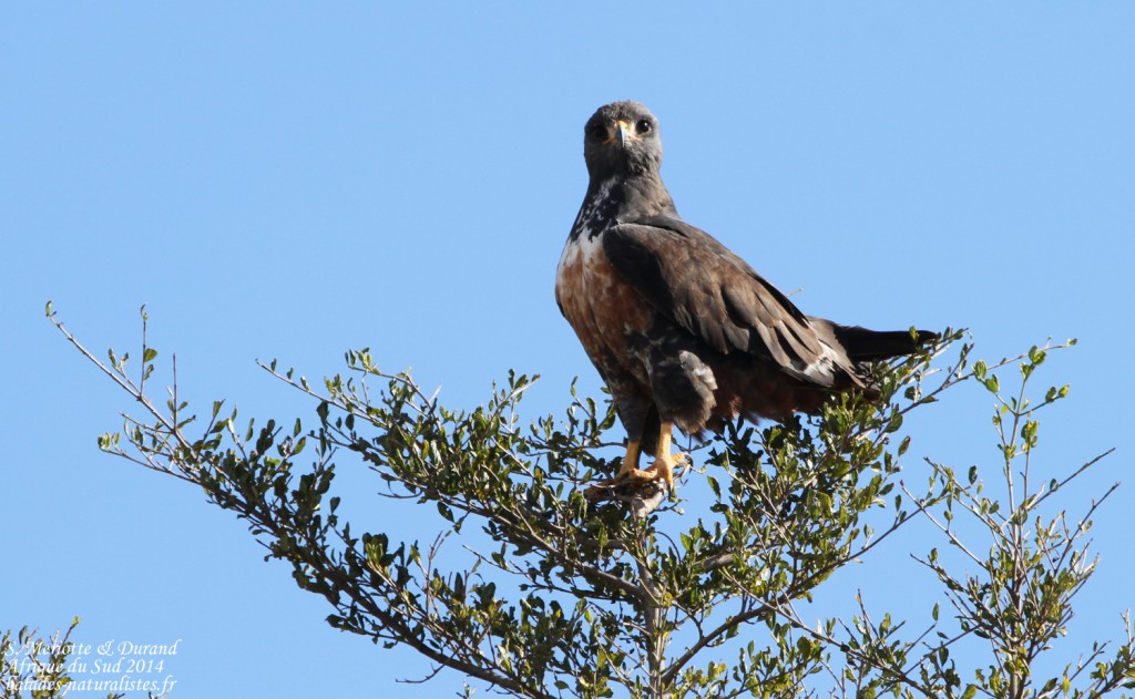 Buse rounoir (Addo elepahant national park)