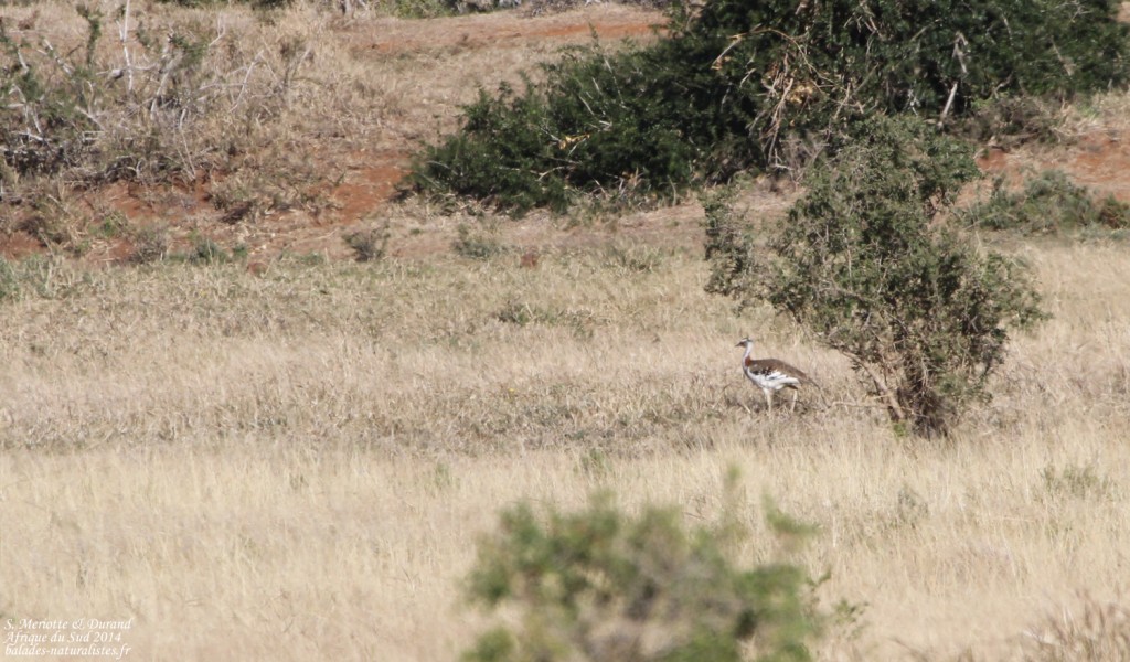 Outarde de Denham (Addo elepahant national park)