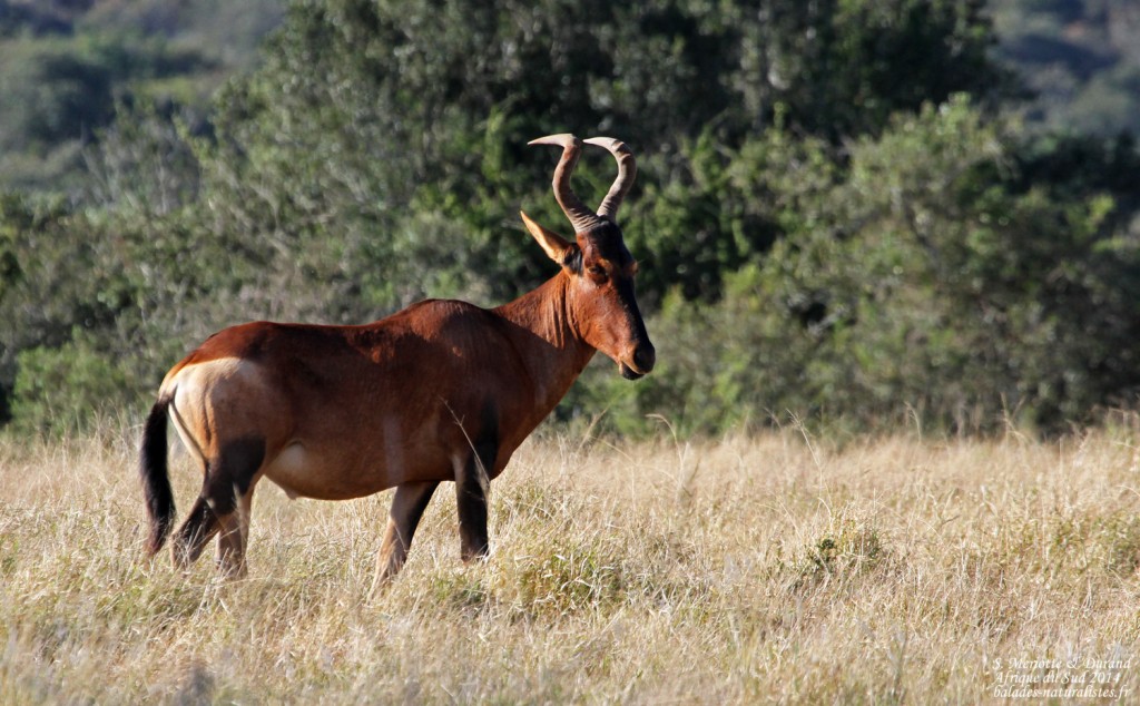 Bubale (Addo elepahant national park)