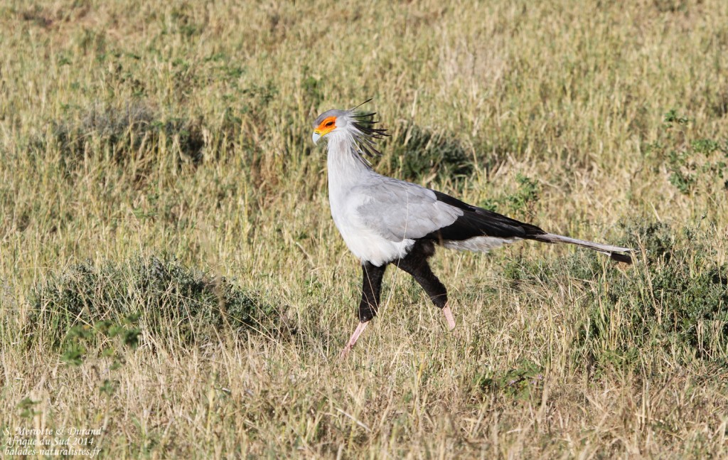 Secrétaire (Addo elepahant national park)