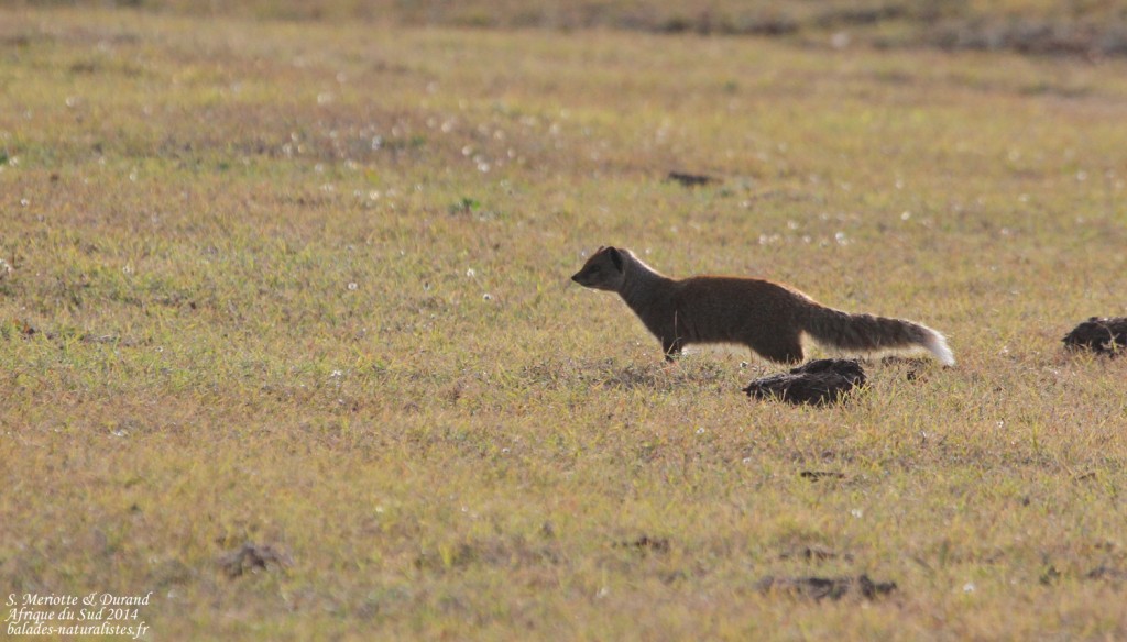 Mangouste fauve (Addo elepahant national park)