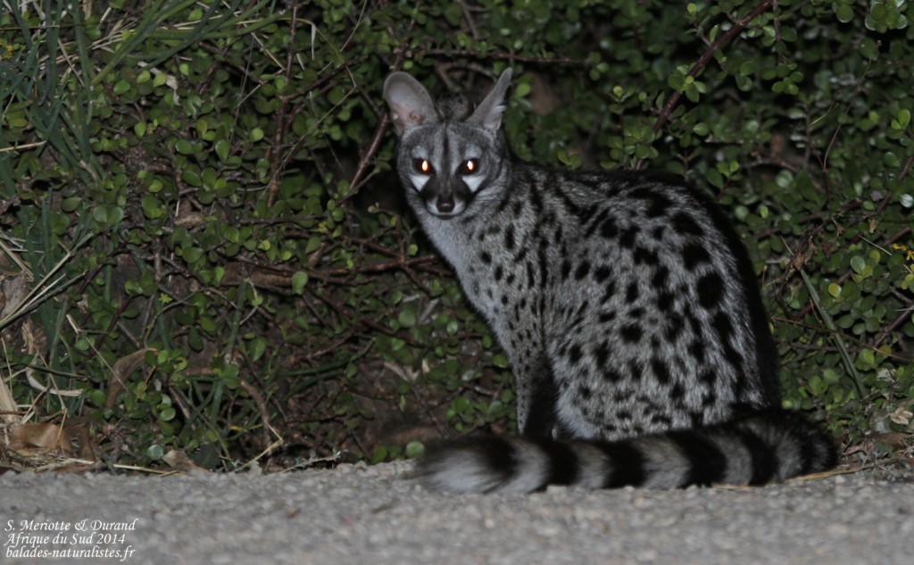 Genette (Addo elepahant national park)