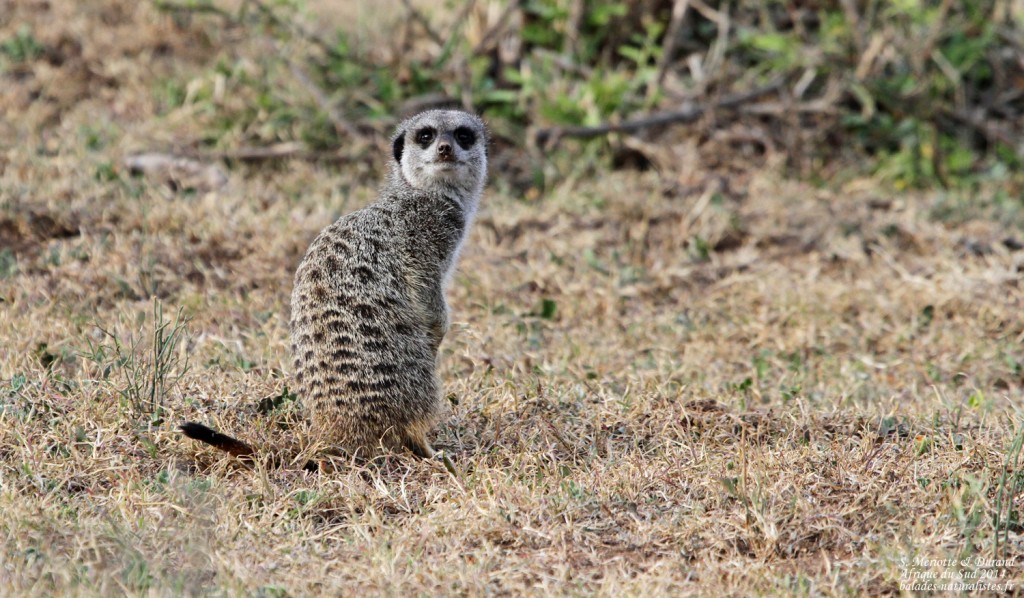 Suricate (Addo elepahant national park)