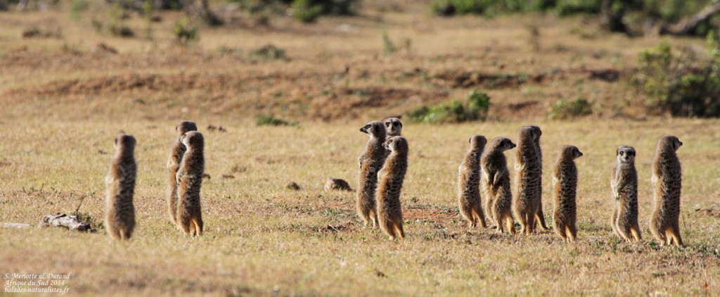 Suricate (Addo elepahant national park)