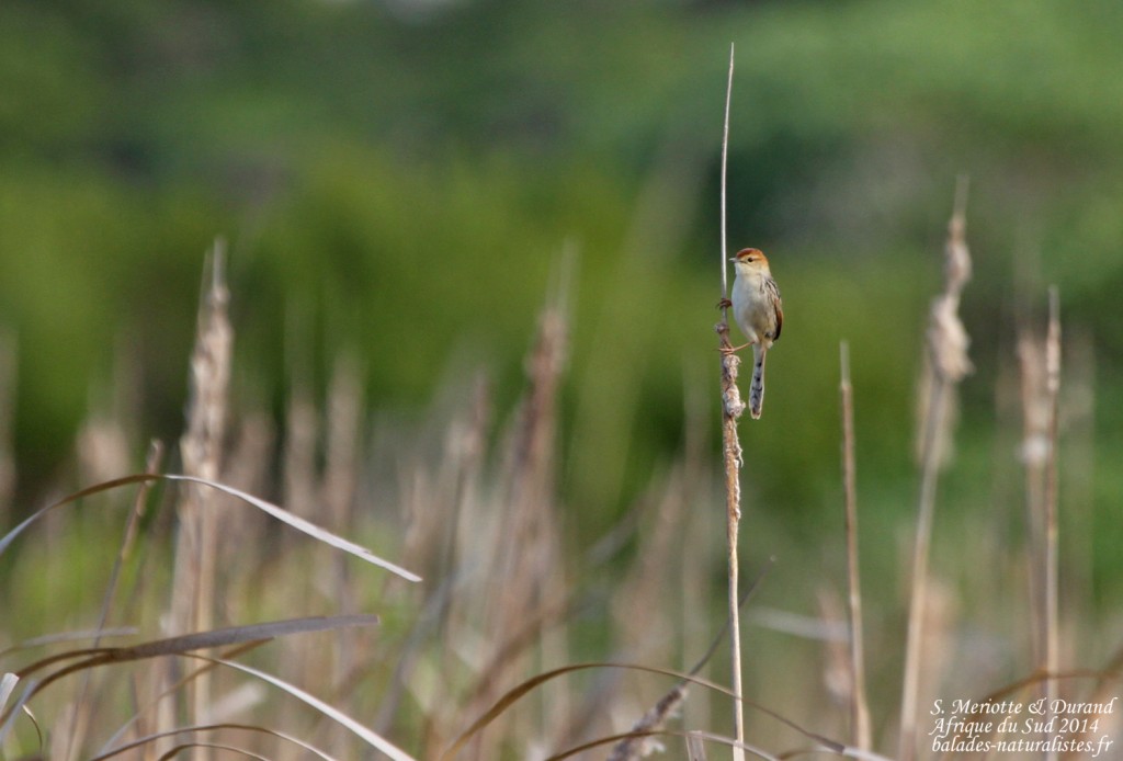 Cisticole de Levaillant