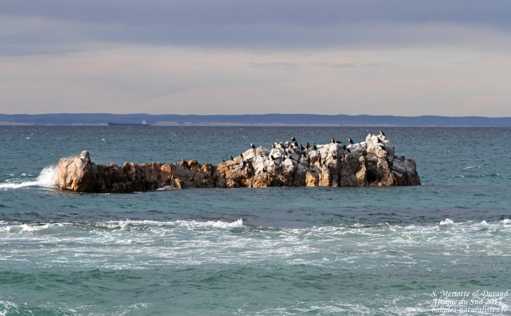 afrique-du-sud-port-elizabeth (2) cormorans
