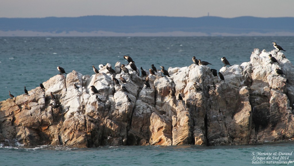 afrique-du-sud-port-elizabeth (3) cormorans