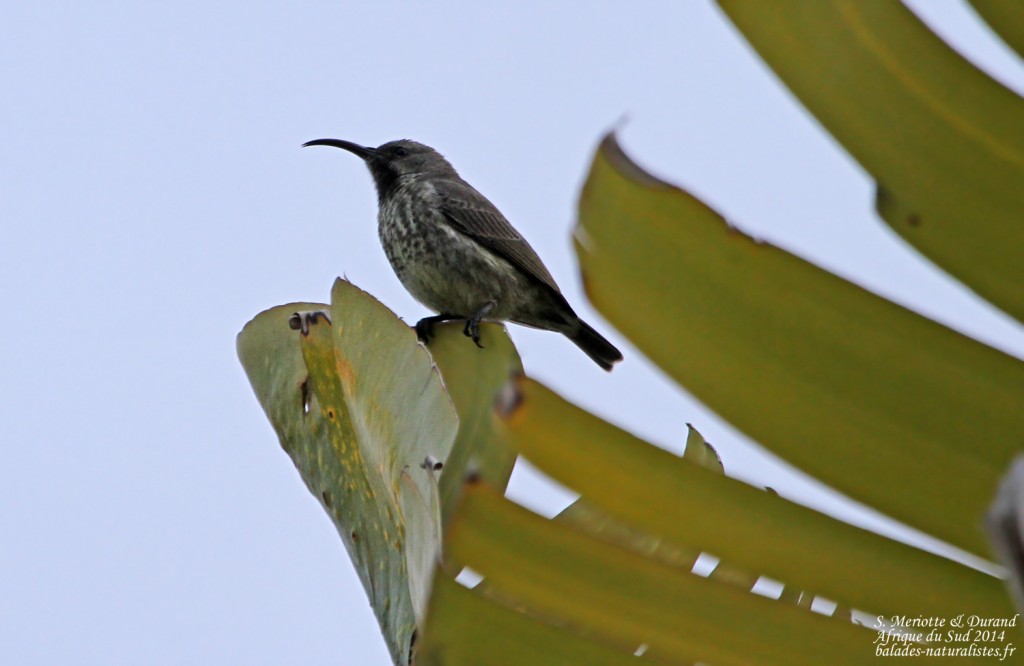 Souimanga améthyste