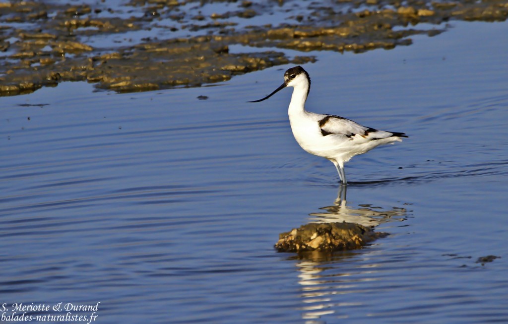 avocette-elegante (1)