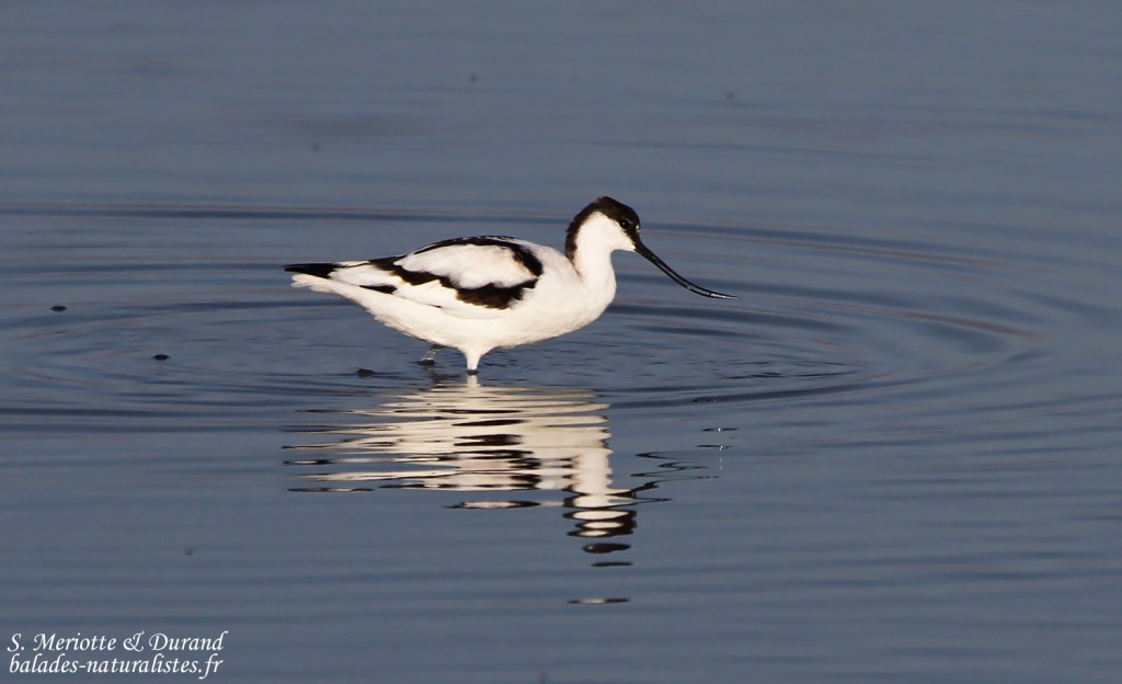 avocette-elegante (2)