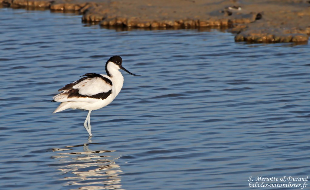 avocette-elegante (3)