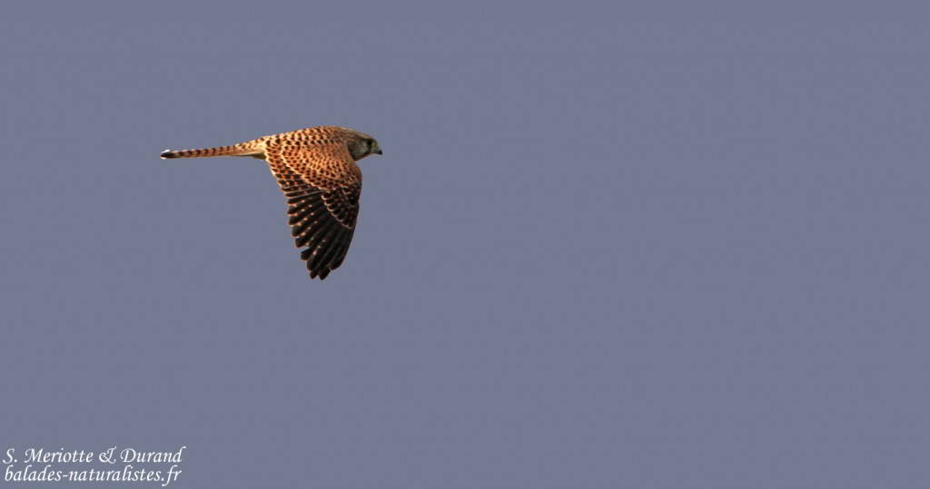 Faucon crécerelle en migration